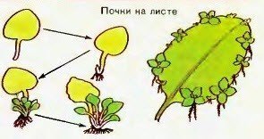 Вегетативное размножение растений листьями
