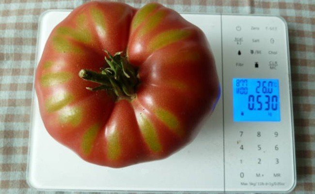 Сорт томатов бабушкин секрет