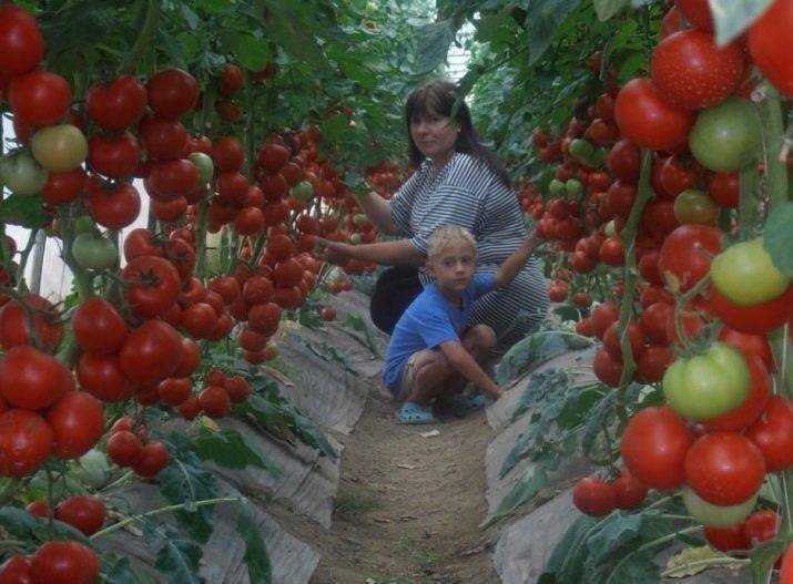Урожай помидоров в теплице