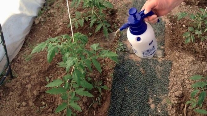 Опрыскивание помидор молоком с йодом и борной кислотой