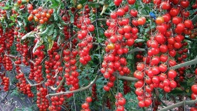 Сорт томатов Дюймовочка, описание, характеристика и отзывы, а также особенности выращивания