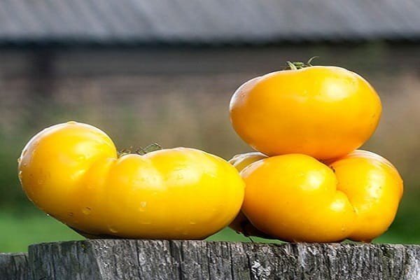 Сорт помидор с желтым носиком