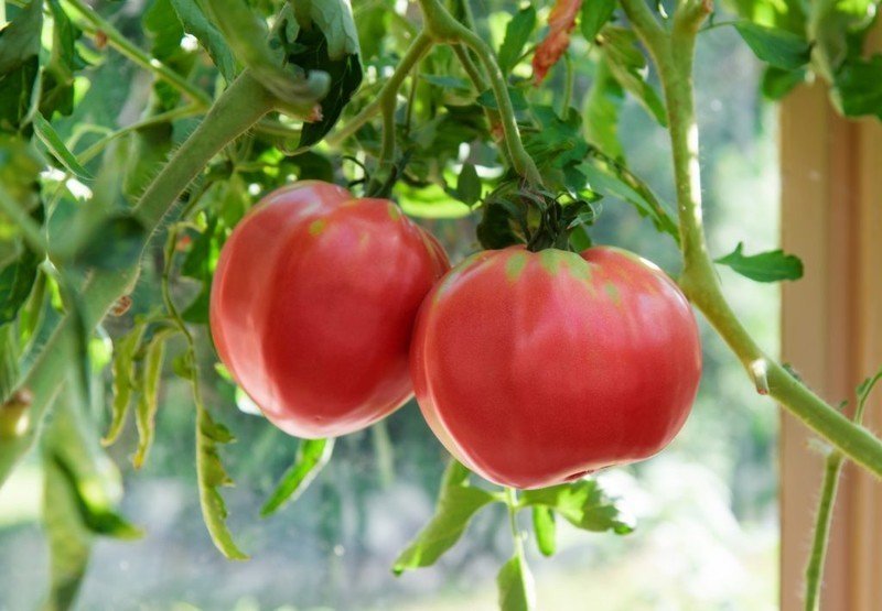 Сорт томата малиновый гигант