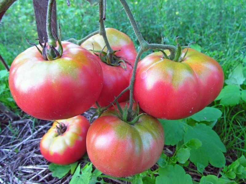 Микадо розовый томат