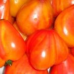 Томат “Оранжевый из России”: описание сорта и отзывы огородников