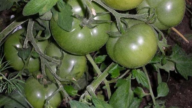 Томат Перси F1: фото и отзывы об урожайности помидоров, описание и характеристика сорта