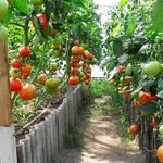 Томат Примадонна F1: описание высокоурожайного гибрида, правила выращивания и ухода
