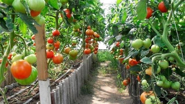 Томат Примадонна F1: описание высокоурожайного гибрида, правила выращивания и ухода