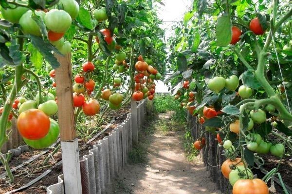 Самые урожайные помидоры