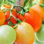 Томат Сибиряк F1: характеристика и описание сорта, отзывы об урожайности, фото помидоров