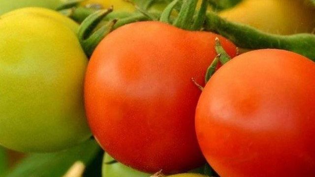 Сорт помидоров Снежная сказка: отзывы, описание, выращивание, урожайность, характеристики с фото