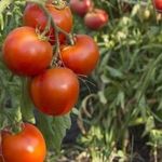 Томат Тайлер F1 описание гибридного сорта помидоров