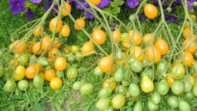 Томат «Вишневый водопад»: ампельный сорт помидора черри от французских селекционеров