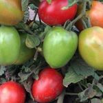 Универсальный сибиряк — сорт томата Буян (Боец)