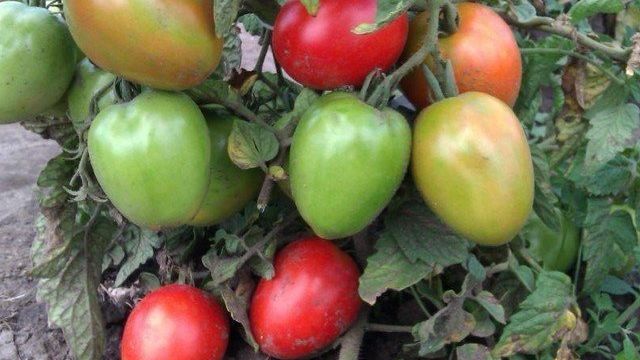 Томат "Буян" ("Боец"): фото касного и желтого сорта, описание и основные характеристики помидоры Русский фермер