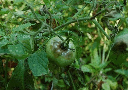 Средство от фитофторы на помидорах