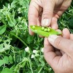 Выращивание гороха: польза продукта и посадка культуры