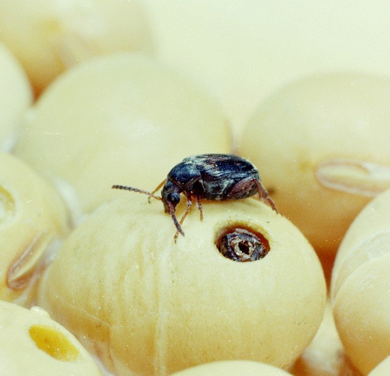 Зерновка четырёхпятнистая жук