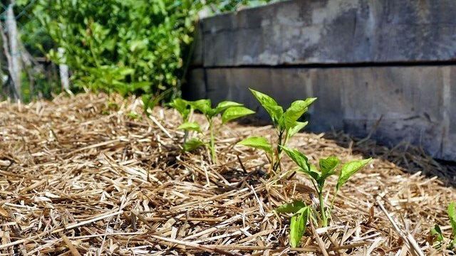 Выращивание перца на соломе – секреты хорошего урожая | На грядке