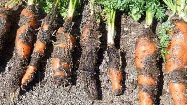 Болезни моркови и борьба с ними