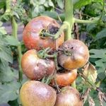 Болезни томатов в теплице с эффективными мерами борьбы