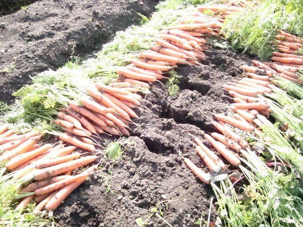 Семена моркови плохие