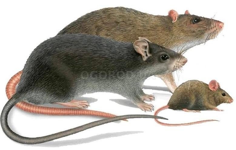 Крысы породы вистар