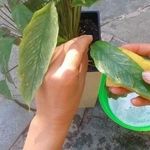 Дегтярное и хозяйственное мыло от тли на растениях