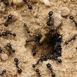 Как бороться с муравьями на пасеке