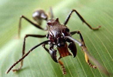 Самые ядовитые насекомые в мире
