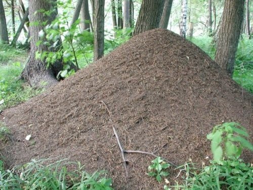 Самый большой муравейник в мире