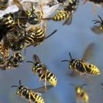 Как избавиться от диких пчел на дачном участке, в стене и под полом дома? Чем вывести пчел из дома?