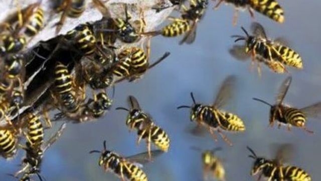 Как избавиться от пчел: что делать, если кусают и чем их можно отпугнуть в домашних условиях, способы борьбы