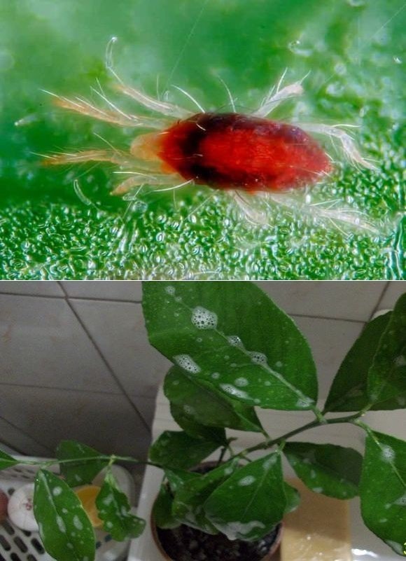 Вредители комнатных растений паутинный клещ