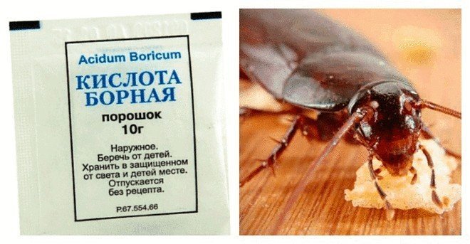 Борная кислота порошок против тараканов