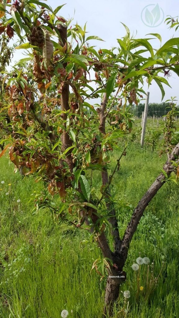 Курчавость листьев персика