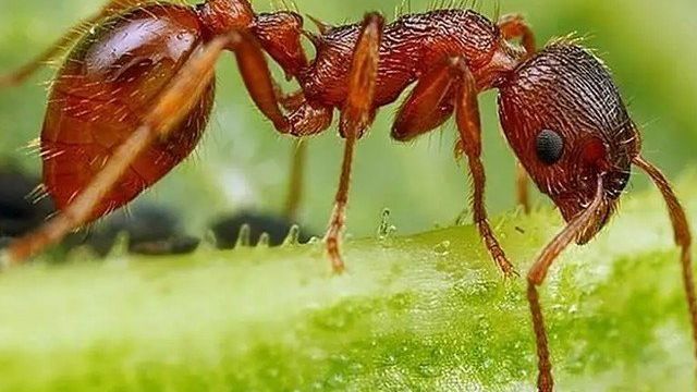Летающие муравьи в доме. Как избавиться? Муравьи с крыльями в доме