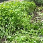 Лучшие сидераты для огорода: как сеять и когда заделывать в почву