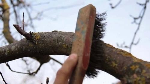 Средство для борьбы с лишайником на деревьях