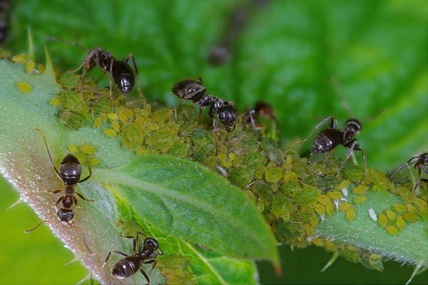 Чёрный садовый муравей муравейник