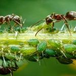 Муравьи и тля – описание взаимовыгодного симбиоза насекомых