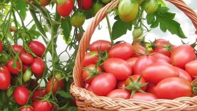 Народные средства для подкормки помидоров