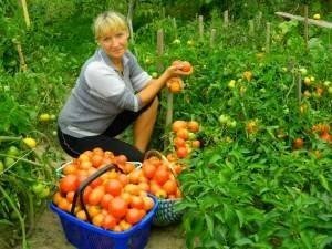 Женщины собирают урожай помидор