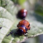 Осенние и не только методы борьбы с колорадским жуком