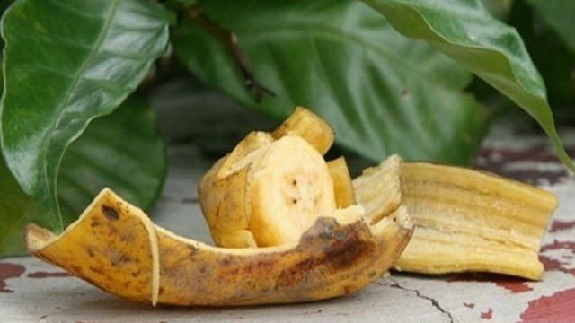 Питательное удобрение из банановой кожуры для рассады