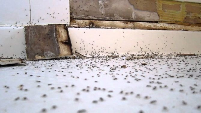 Маленькие муравьи в квартире