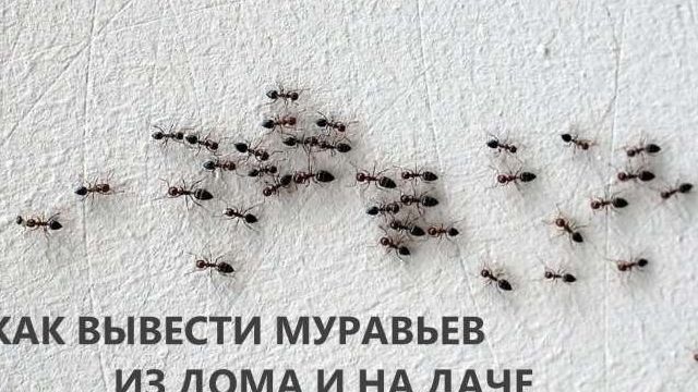 Маленькие прозрачные муравьи в квартире как избавиться от них?