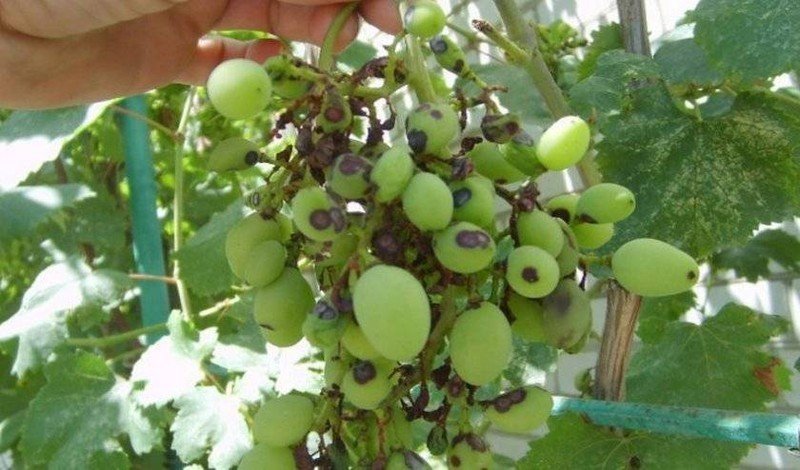 Антракноз гроздей винограда