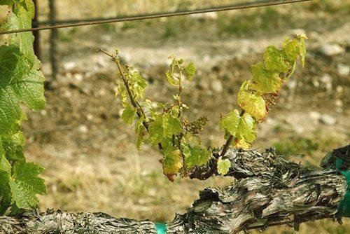 Обрезка винограда осенью для начинающих
