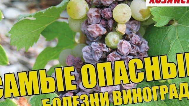 Сохнут кисти винограда — причины явления и меры борьбы с ними, видео